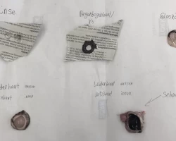 NT Experiment Sek B 3a/b/c, Augen sezieren