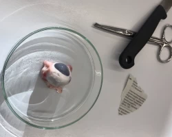 Schweineauge