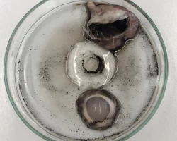 Schweineauge in zwei Teilen mit Glaskorper 