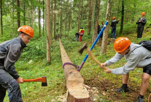 Holz, Wald Klima, Sek B 2e